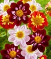 Dahlien-Mix 'Gartenzauber'