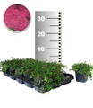 undefined, Bodendecker-Thymian 25 Stk.