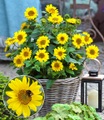 undefined, Winterharte Sonnenblume 'SunCatcher®'