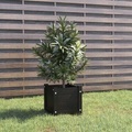 vidaXL Pflanzkübel Schwarz 31x31x31 cm Massivholz Kiefer