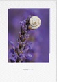 Natur Verlag, NATUR VERLAG Notizbuch Crushpaper A5 11003N Lavendel Foto, dotted