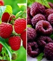 undefined, Himbeeren-Kollektion (2 Pflanzen)