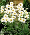 Garden Pleasure, Rankhilfe 3er Set