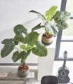 undefined, Kunstpflanze 'Philodendron Taro' 60 cm
