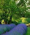Lavendel ´Phenomenal®´ im 2-Liter Topf (1 Pflanze)