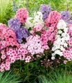 Phlox-Mix ´Sweet Summer´ (3 Knollen)