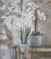 undefined, Kunstpflanze 'Schmetterlings-Orchidee' 97 cm