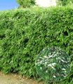 Winterharte Bambus-Hecke (5 Pflanzen)