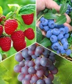 Beeren-Sortiment ´Weintraube (3 Pflanzen)