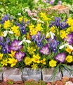 undefined, Blumenzwiebel-Mix 'Honey Heaven'
