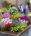 undefined, Buntes Staudenbeet ´Multi-Colour´ (12 Pflanzen)