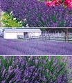 Blauer Lavendel-Mix (9 Pflanzen)