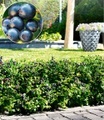 undefined, Heidelbeer-Hecke ´BERRYBUX®´ (3 Pflanzen)
