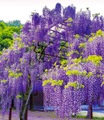 Wisteria 'Okayama®'