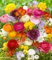 Freesien- & Ranunkel-Mix ´Butterfly Beauty´ (35 Zwiebeln)