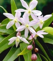 Duft-Clematis ´Armandii´ (1 Pflanze)