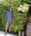 Winterharter Jasmin ´Star of Toscane®´ (1 Pflanze)