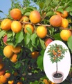 Aprikose ´Compacta Super Compact®´ (1 Pflanze)