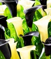 Calla-Mix 'Piano Man'