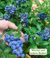 undefined, Trauben-Heidelbeere ´Reka® Blue´ (1 Pflanze)