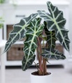 Alocasia Polly (1 Pflanze)