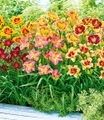 Taglilien-Mix 'Sommertraum'