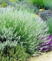 undefined, Weißer Lavendel (3 Pflanzen)