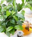 Winterharte Teepflanze ´Tea by me®´ (1 Pflanze)