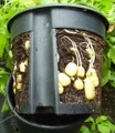 undefined, PotatoPot® (1 Stück)