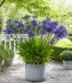 Agapanthus ´Blue´ (3 Knollen)