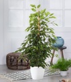 Ficus benjamini 'Exotica' ca. 80 cm hoch