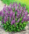 Salvia ´Pink Profusion´ (2 Pflanzen)