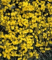 undefined, Winter-Jasmin (1 Pflanze)