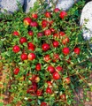 undefined, Cranberry-Beere (3 Pflanzen)