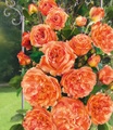 Kletterrose ´Papi Delbard®´ (1 Pflanze)