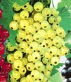 Johannisbeere ´Goldgelbe Versailler´ (1 Pflanze)