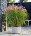 undefined, Miscanthus ´Red Cloud®´ (1 Pflanze)