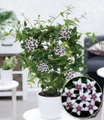 undefined, Wachsblume 'Hoya Bella'