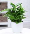 Coffea arabica (1 Pflanze)