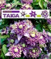 Clematis ´Taiga®´ (1 Pflanze)