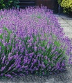undefined, Blauer Duft-Lavendel (3 Pflanzen)