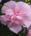 undefined, Gefüllter Hibiskus ´Chiffon®´ pink (1 Pflanze)