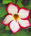Wüstenrose ´Noble Concubine´ (1 Pflanze)