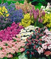 undefined, Staudenbeet ´Gartenfreude´ für 5-6m² (15 Pflanzen)