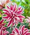 Riesen-Lilie 'Magic Star'