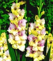 undefined, Riesen-Gladiole 'Mon Amour'