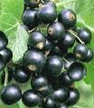 Johannisbeere ´Schwarze Titania´ (1 Pflanze)
