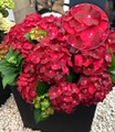 undefined, Freiland-Hortensie ´Ruby Tuesday®´ (1 Pflanze)