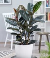 undefined, Gummibaum ´Abidjan´ ca. 70 cm hoch (1 Pflanze)