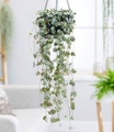 undefined, Leuchterblume Ceropegia